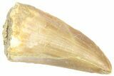 Fossil Mosasaur (Hainosaurus) Tooth - Morocco #364142-1